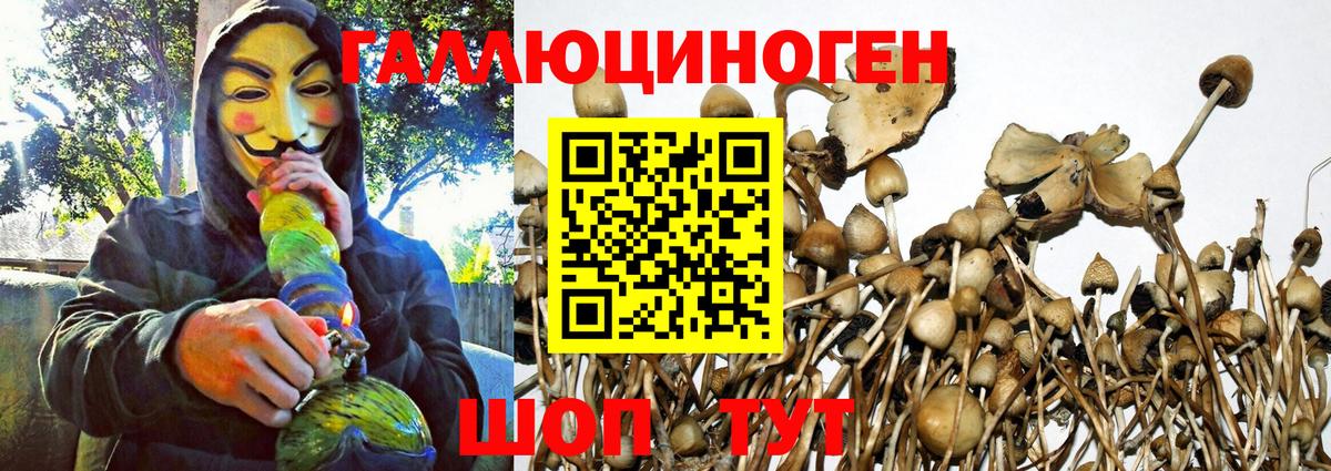 Галлюциногенные грибы Cubensis Кировск